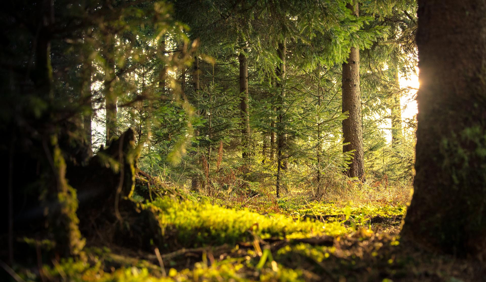 Forest Retreat